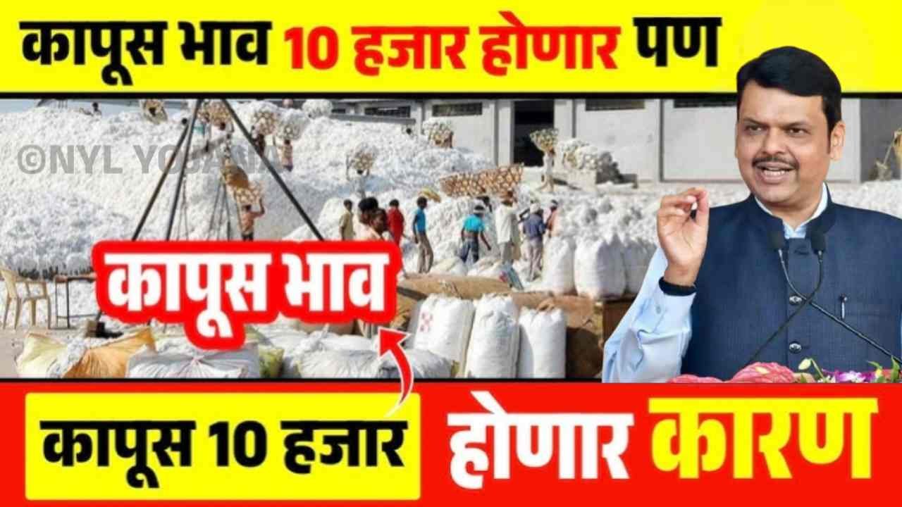 कापसाच्या दरात मोठी घट होणार? जाणून घ्या शेतकऱ्यांसाठी महत्त्वाच्या घडामोडी! Cotton Rate Update